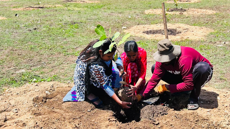 Plantation-3